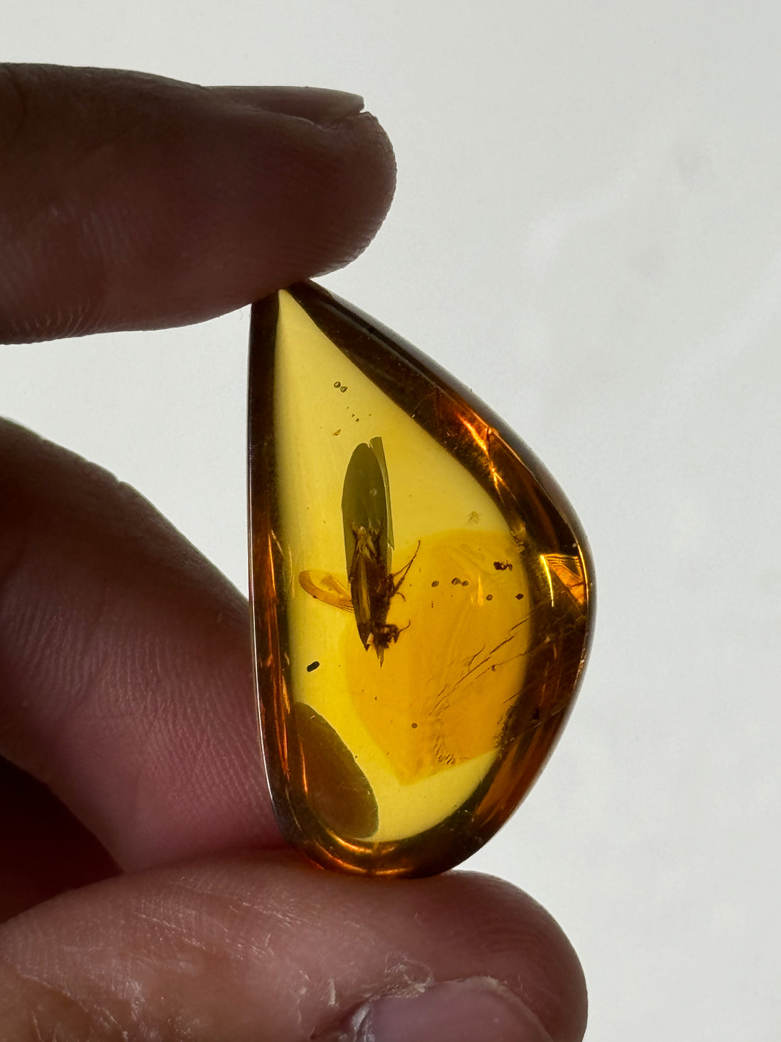 Amber with insect inclusion (Mexico)