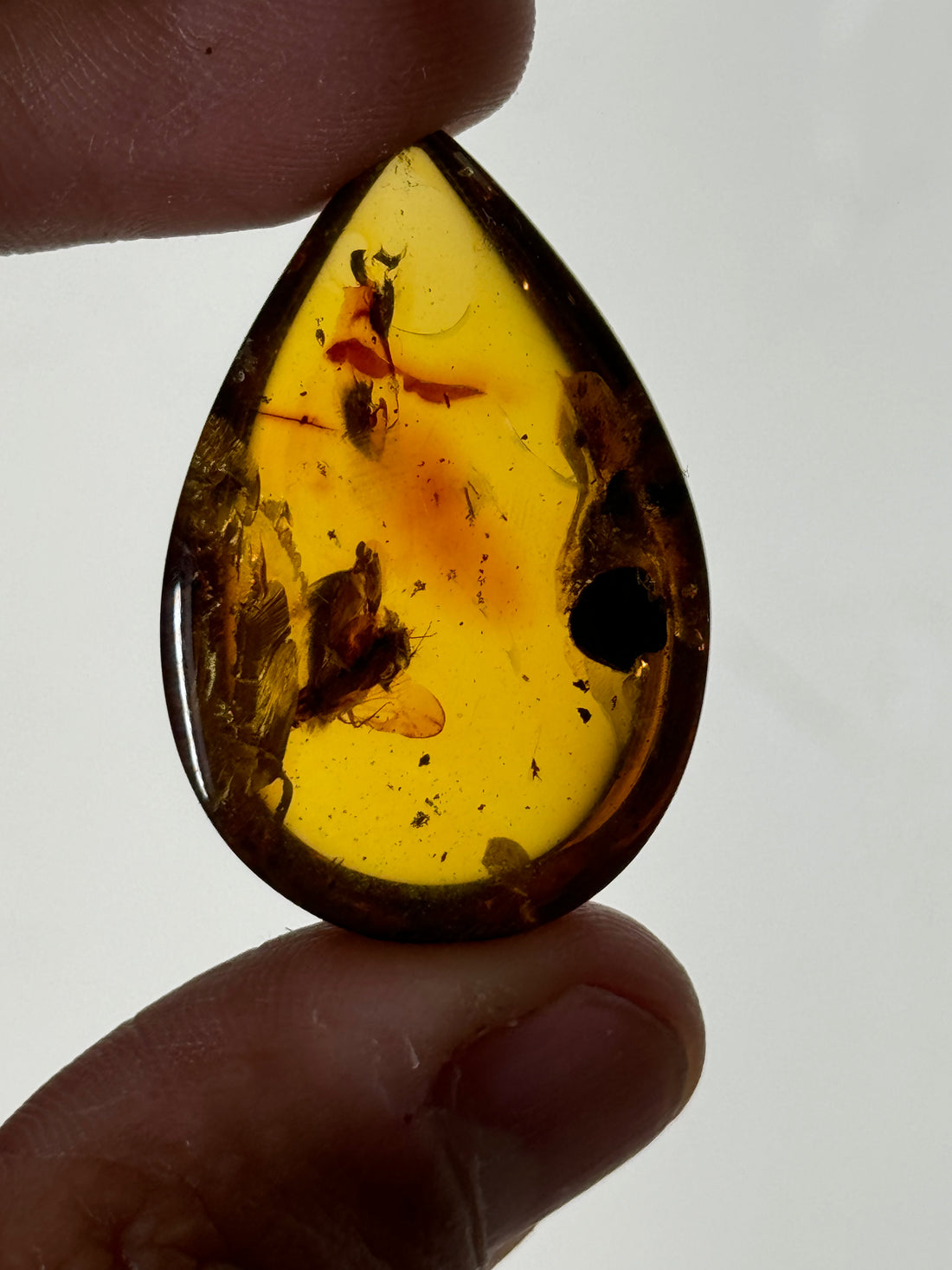 Amber with insect inclusion (Mexico)